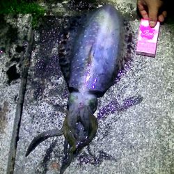 石津浜　アオリイカ釣果　湾内でもアオリイカ、コウイカ